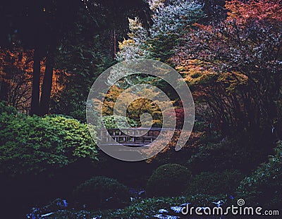 A color show off during fall time at the Portland Japanese gardens Stock Photo