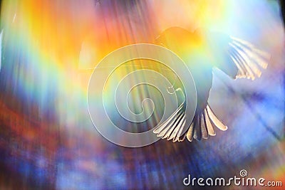 Color spectrum and a sparrow in flight Stock Photo