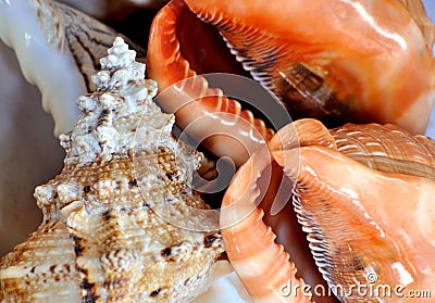 Color and texture of sea shell and trumpet Stock Photo