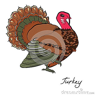 Color turkey.Thanksgiving day Vector Illustration