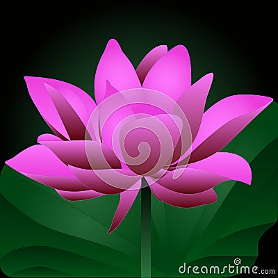 Water lily. A blossoming pink bud. A mysterious flower in the night lotus valley. Colored vector illustration. Flat style. Vector Illustration