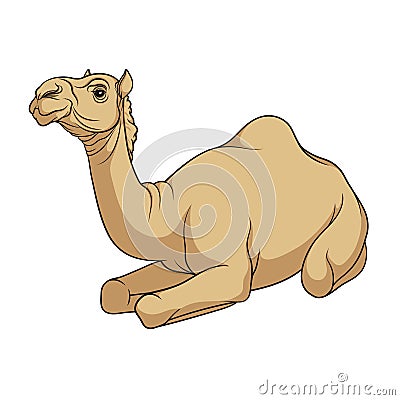 Color vector image of a camel. Vector Illustration