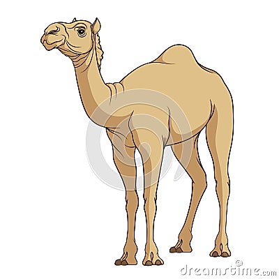 Color vector image of a camel. EPS10 Vector Illustration