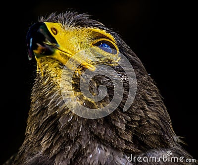 Color wildlife portrait of a single isolated hawk with clouds reflecting in its eye Stock Photo