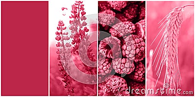 Color of the Year 2023 Viva Magenta. Collage palette on nature themes of three trendy carmine shade backgrounds Stock Photo