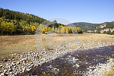 Colorado Aspens and Stream Stock Photo