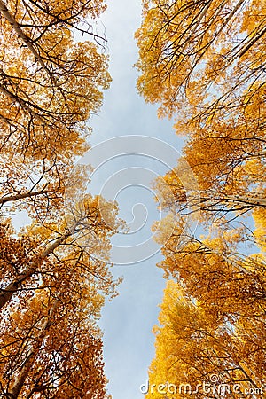 Colorado Autumn Scenery Stock Photo