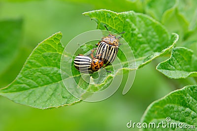 Colorado beetle eats a potato leaves young. Pests destroy a crop in the field. Parasites in wildlife and agriculture Stock Photo