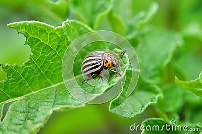 Colorado beetle eats a potato leaves young. Pests destroy a crop in the field. Stock Photo