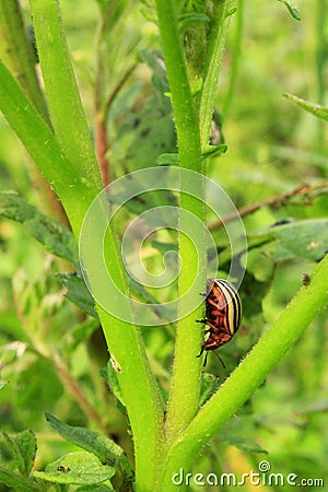 Colorado beetle gobble up the leaves of potatoes Stock Photo