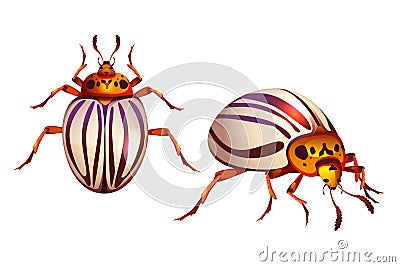 Colorado beetle, potato bug realistic striped pest Vector Illustration