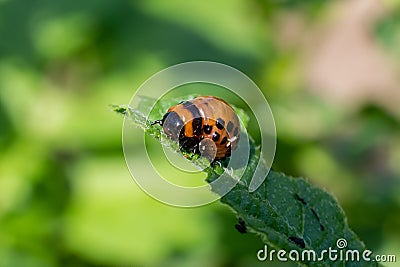 Colorado beetle. Young Colorado beetle sit on a potato leaf. Close-up Stock Photo
