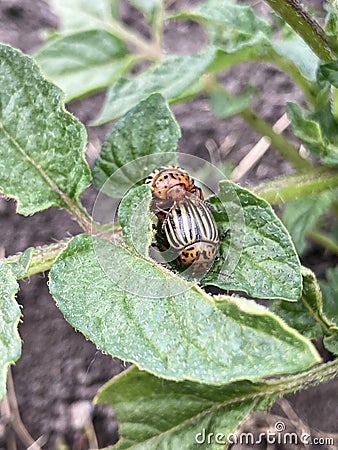 Colorado beetles copulate on green leaves of potato bush. Stock Photo