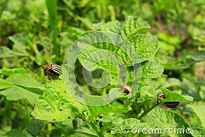 Colorado beetles gobble up the leaves of potatoes Stock Photo