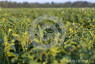 Colorado beetles, growing potatoes as a food product Stock Photo