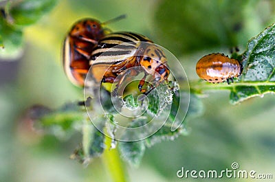 Colorado beetles mating during the sitting on a potato bush Stock Photo