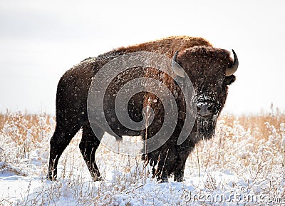 Colorado Bison Stock Photo