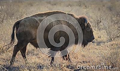 Colorado Bison Stock Photo