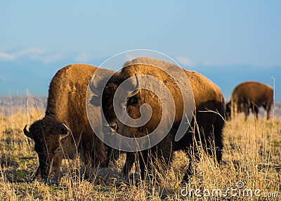 Colorado Bison Stock Photo