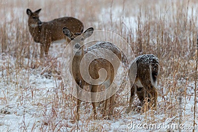 Colorado Bison in Snow Storm Stock Photo