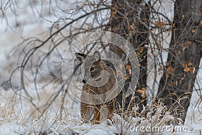 Colorado Bison in Snow Storm Stock Photo