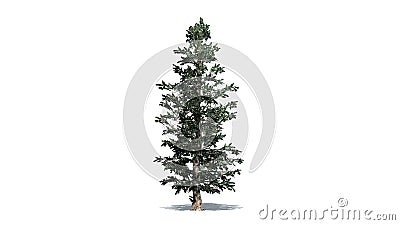 Colorado Blue Spruce tree Cartoon Illustration