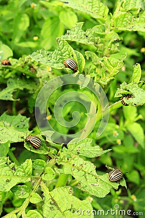 Colorado bugs gobble up the leaves of potatoes Stock Photo