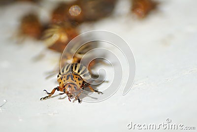 Colorado bugs Stock Photo