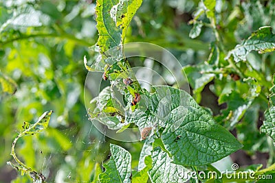 Colorado bugs Stock Photo