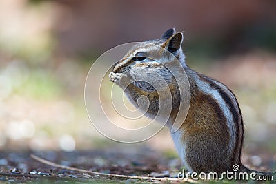 Colorado Chipmunk (Neotamias quadrivittatus) Stock Photo