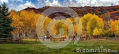 Horses on a colorado farm in fall Stock Photo