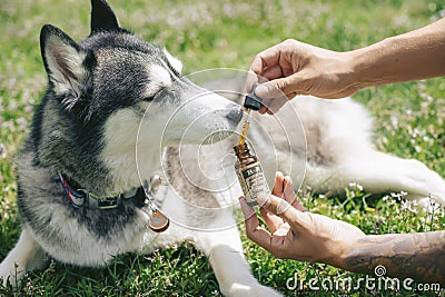 Colorado Dog Enjoying CBD Treats Editorial Stock Photo