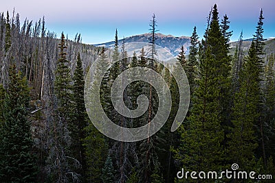 Colorado Forest Stock Photo