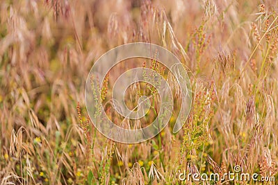 Colorado lupine mountain wildflowers background Stock Photo