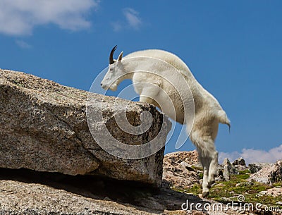 A Colorado Mountain Goat Oreamnos americanus nimbly climbs tow Stock Photo