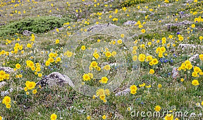 Colorado Mountain Wildflowers Stock Photo