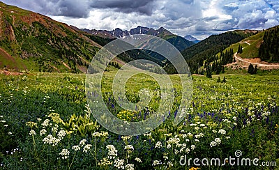 Colorado Mountains and flowers Stock Photo