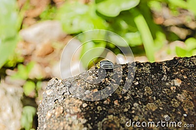 Colorado Potato Beetle On Concrete Step Edge Stock Photo