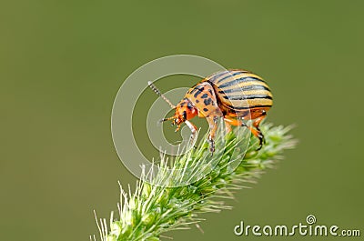 Colorado potato beetle crawling on a plant. Stock Photo