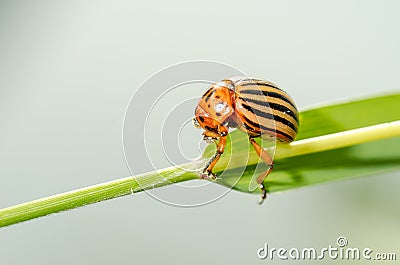 Colorado potato beetle crawling on a plant. Harmful insect Stock Photo