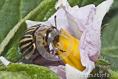 Colorado potato beetle eating. Stock Photo