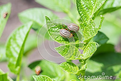 Colorado potato beetle intends to fly from green potato leaf Stock Photo