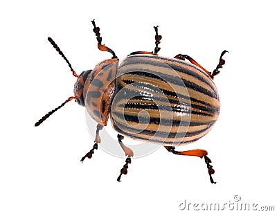 Colorado potato beetle isolated on white Stock Photo