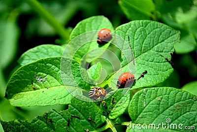 Colorado potato beetle and its larvae eat green branches of potato. Stock Photo