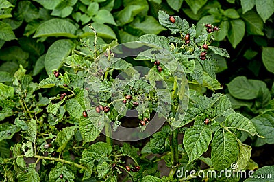 Colorado potato beetle larvae eat potatoes, fighting the Colorado potato beetle Stock Photo