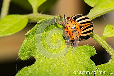 Colorado Potato Beetle - Leptinotarsa decemlineata Stock Photo