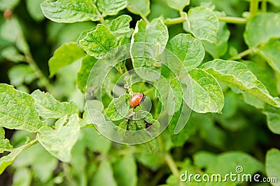 Colorado potato beetle - Leptinotarsa decemlineata on potatoes bushes. A pest of plant and agriculture. Insect pests damaging Stock Photo