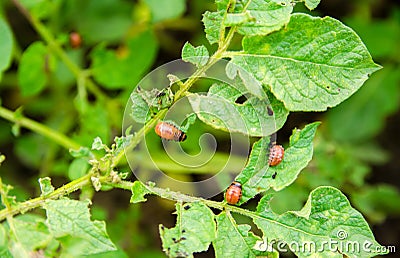 Colorado potato beetle - Leptinotarsa decemlineata on potatoes bushes. A pest of plant and agriculture. Insect pests damaging Stock Photo