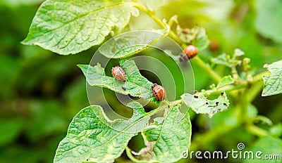 Colorado potato beetle - Leptinotarsa decemlineata on potatoes bushes. A pest of plant and agriculture. Insect pests damaging Stock Photo
