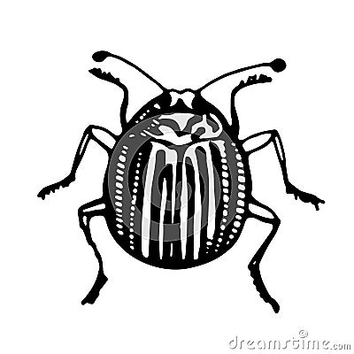 colorado potato beetle, line vector drawingvector drawing, line vector drawing. Naturalness of nature, beautiful beetle Vector Illustration